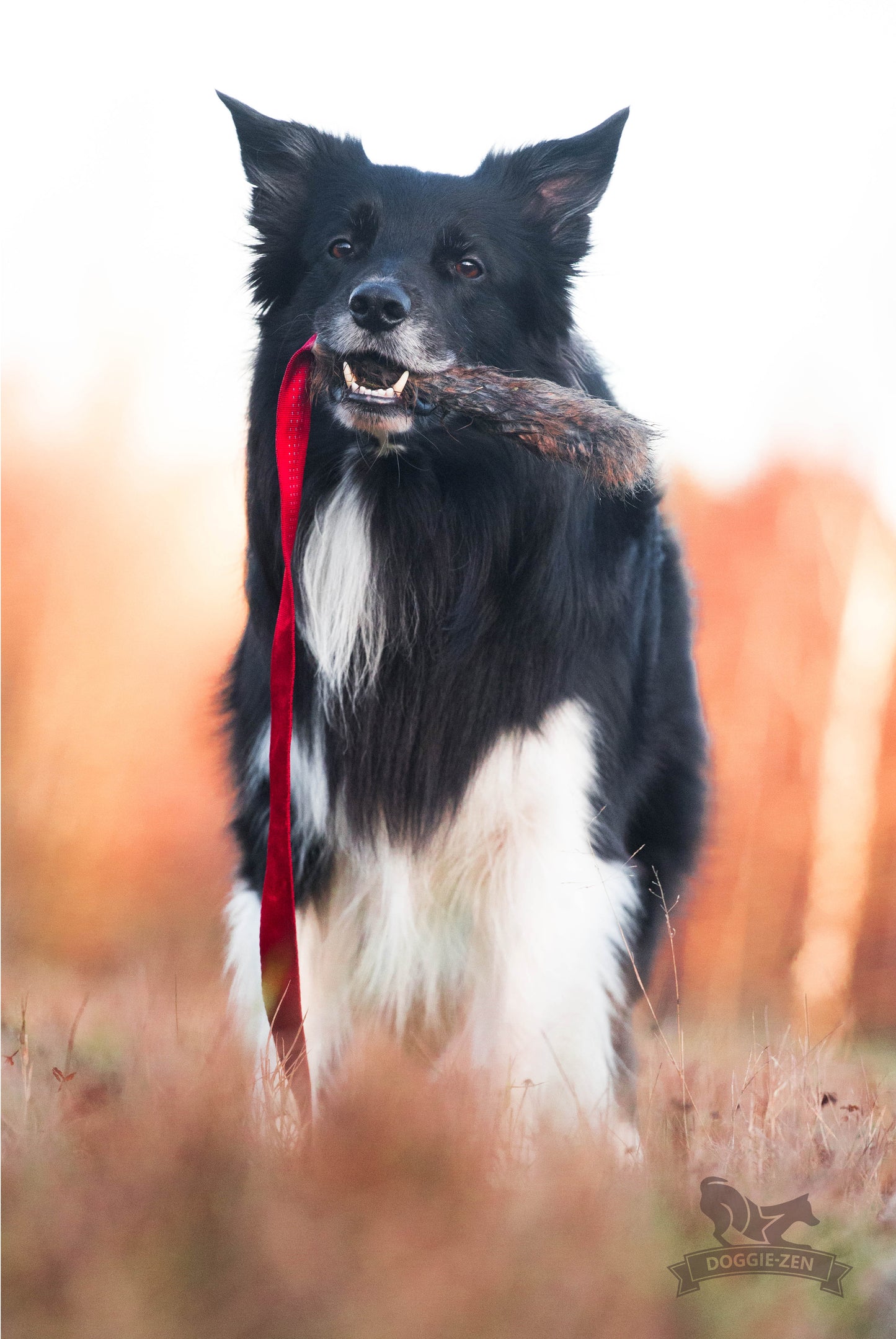 Doggie-Zen Draleke med langt tau pels og strikk