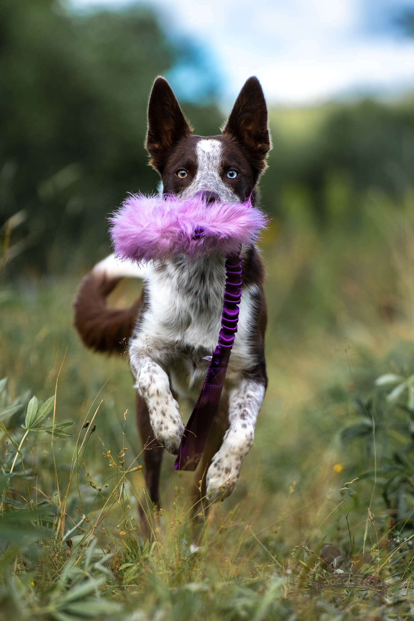 Doggie-Zen Knitrende godbitlomme