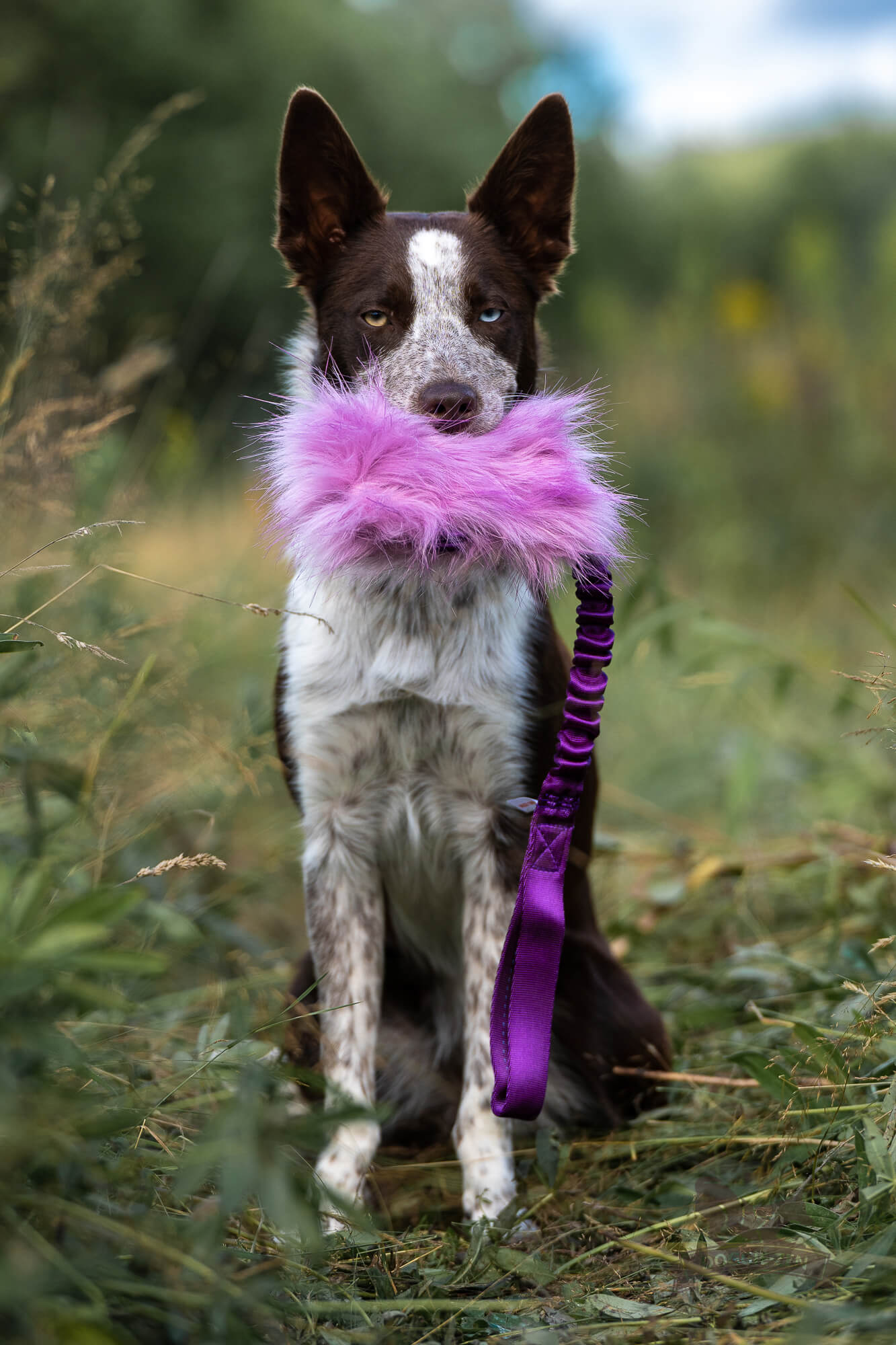 Doggie-Zen Knitrende godbitlomme