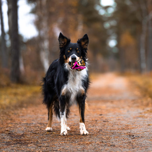 Doggie-Zen Belønningsball