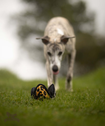 Doggie-Zen Belønningsball