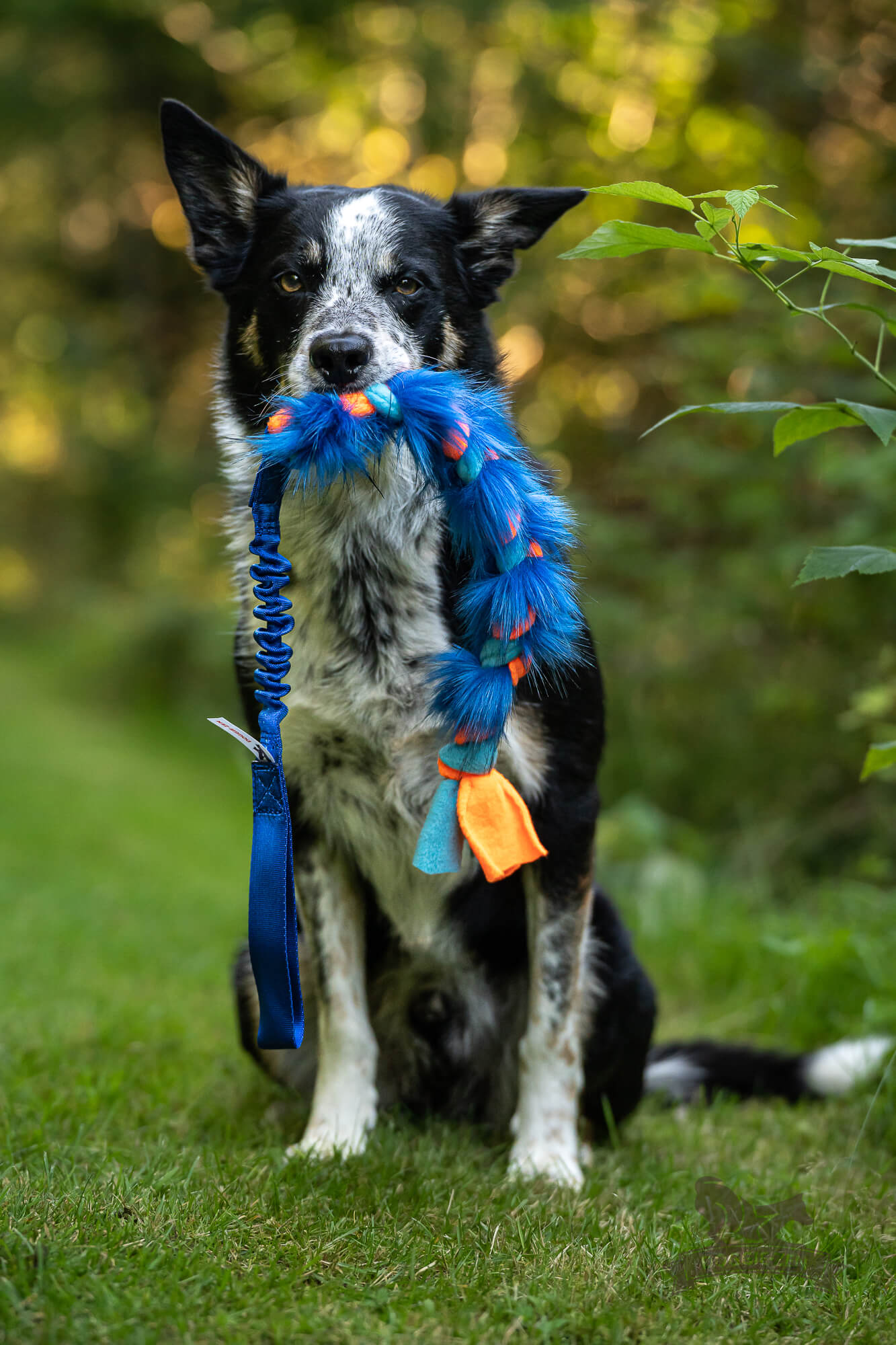 Doggie-Zen Flette