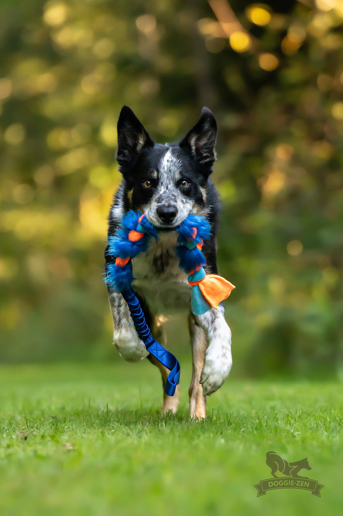 Doggie-Zen Flette