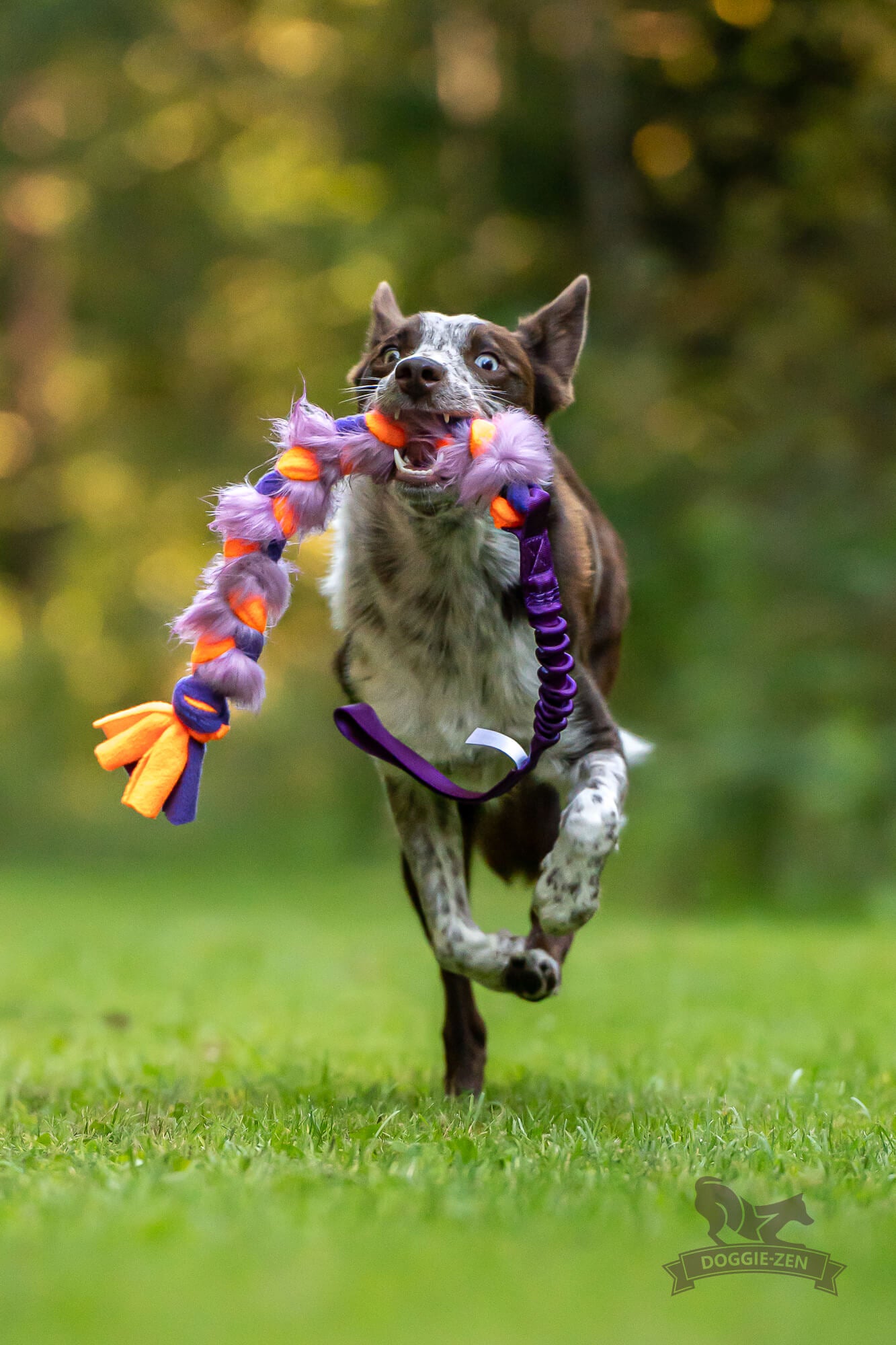 Doggie-Zen Flette