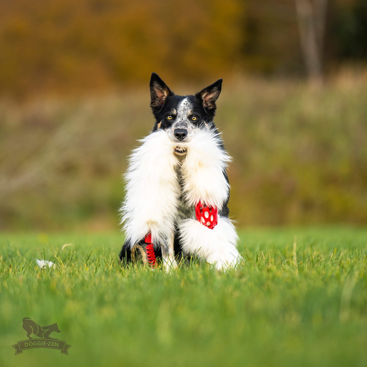 Doggie-Zen JW Kometjager med sauepels