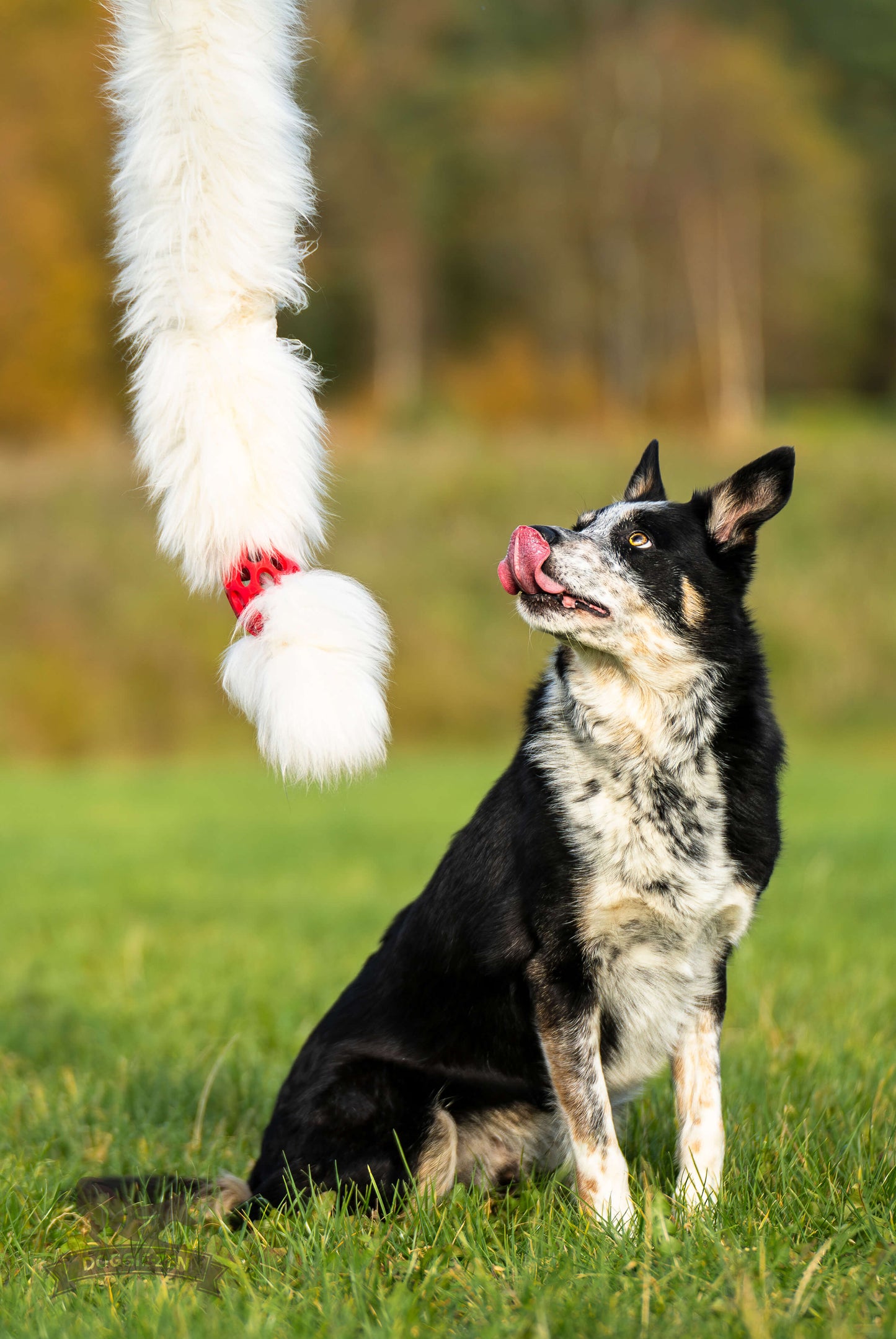Doggie-Zen JW Kometjager med sauepels