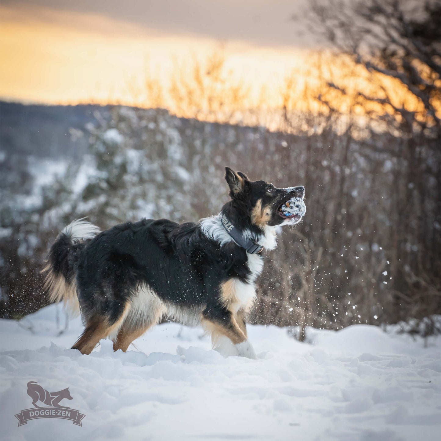 Doggie-Zen Belønningsball