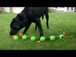 DOGO Northmate